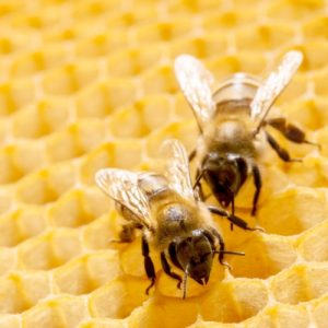 api-ape-alveare-apicoltura-by-irochka-fotolia-750x750